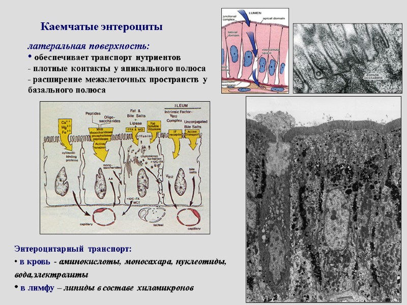 Каемчатые энтероциты латеральная поверхность:  обеспечивает транспорт нутриентов - плотные контакты у апикального полюса